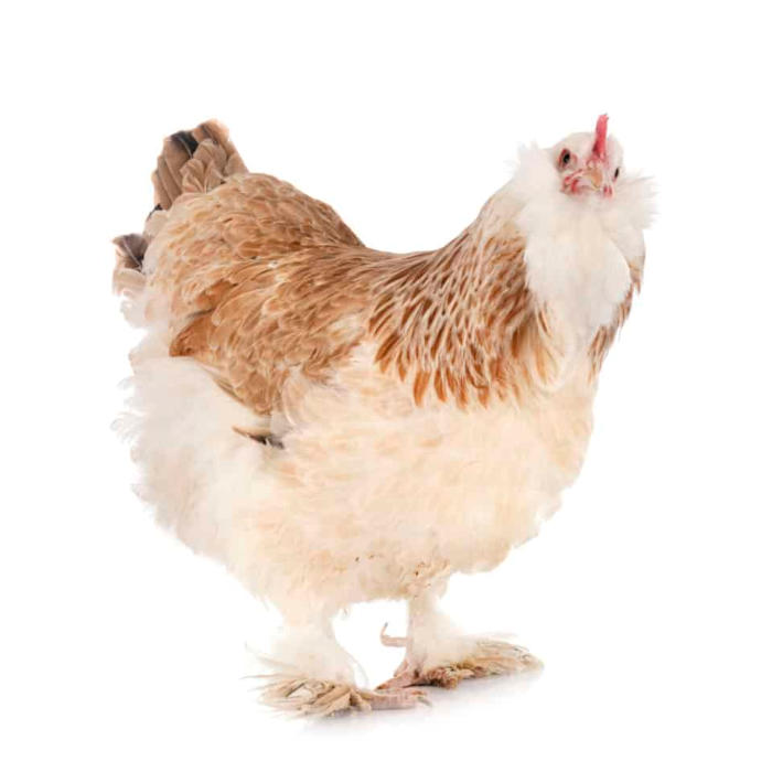 Brahma chicken for sale