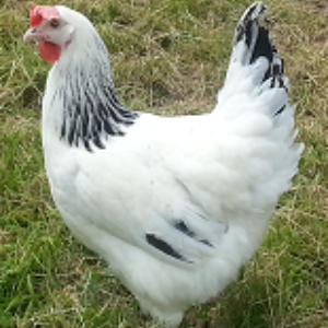 Hybrid hens for sale | Suffolk and Norfolk Chickens