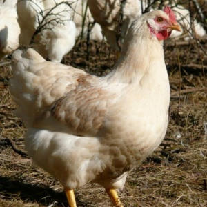 Pure breed hens for sale | Suffolk and Norfolk Chickens