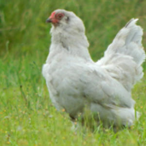 Pure breed hens for sale | Suffolk and Norfolk Chickens