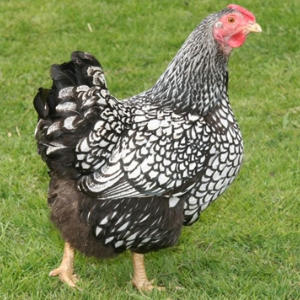 Pure breed hens for sale | Suffolk and Norfolk Chickens